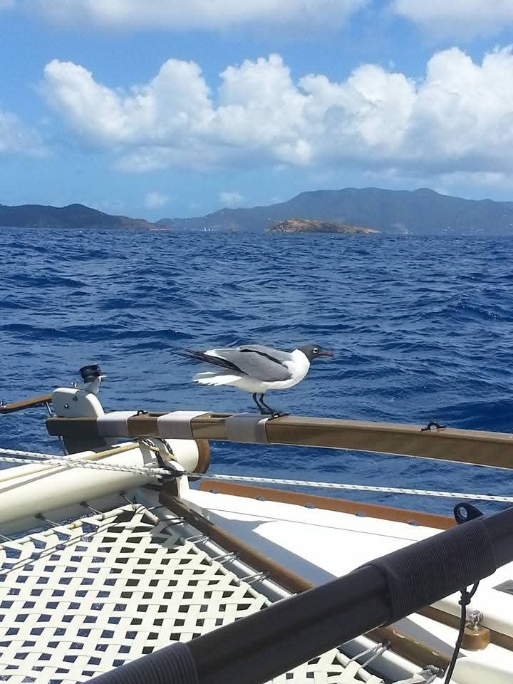 Laughing gull perched on the Mahiya boom with deep blue choppy water and VI mountain islands behind