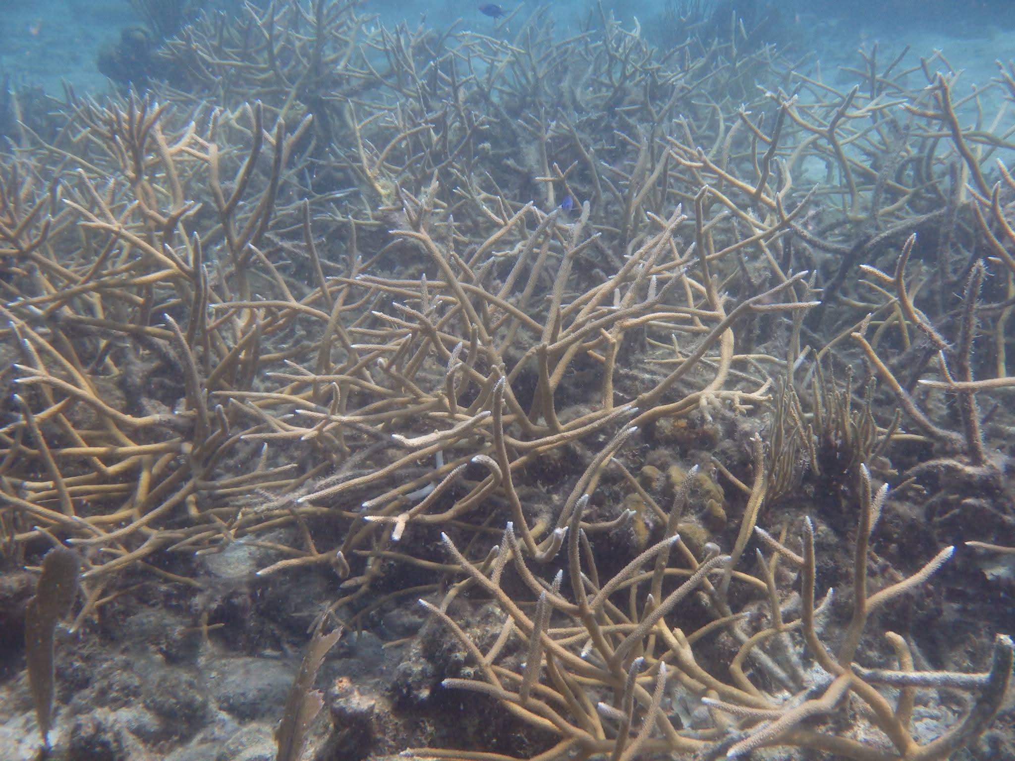 Dense staghorn coral reef underwater with a blue tang fish visible, shot during a snorkel stop in the VI
