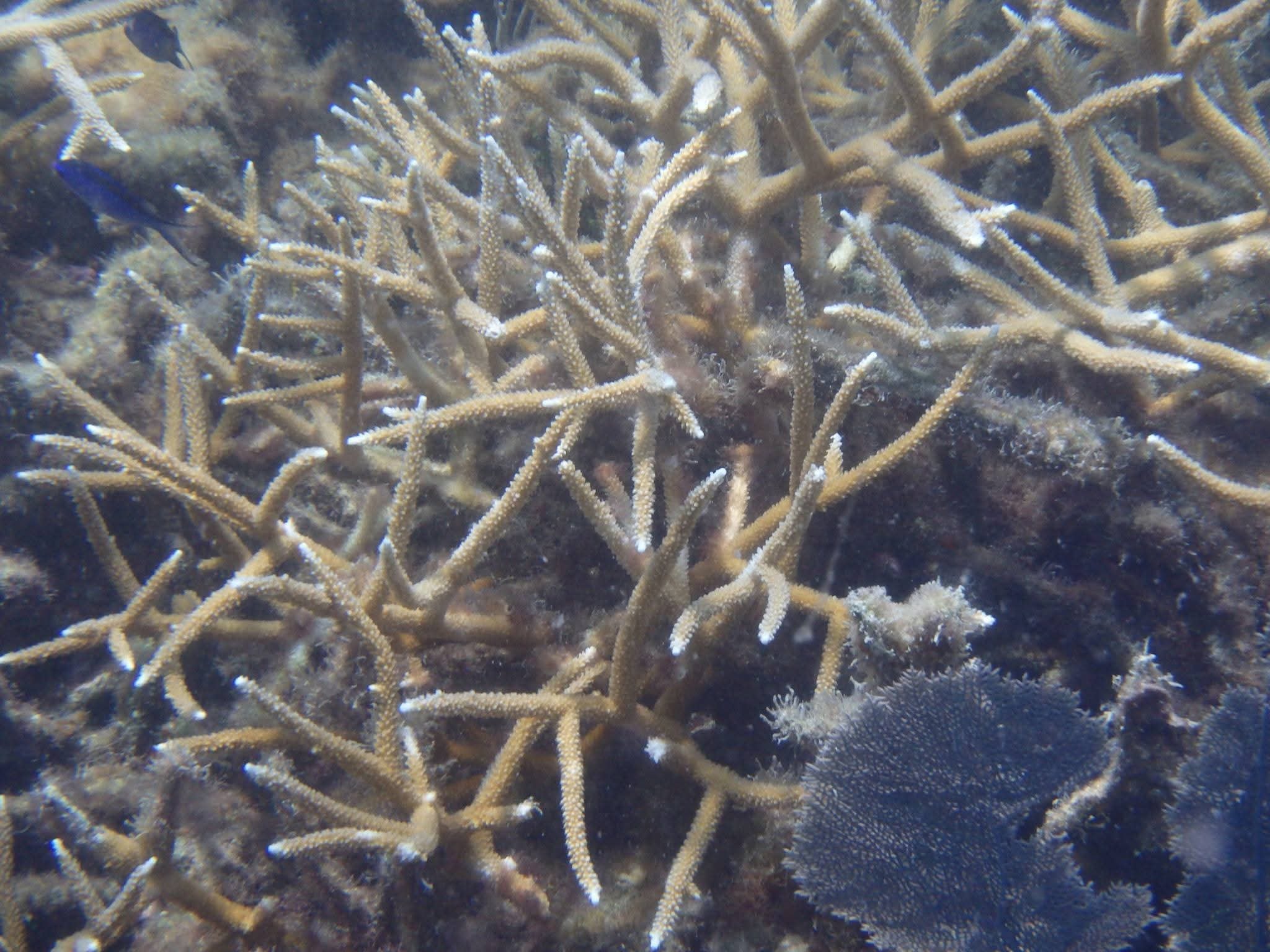 Close-up of staghorn coral branches with tiny polyps visible and a blue fish nearby, VI reef snorkeling