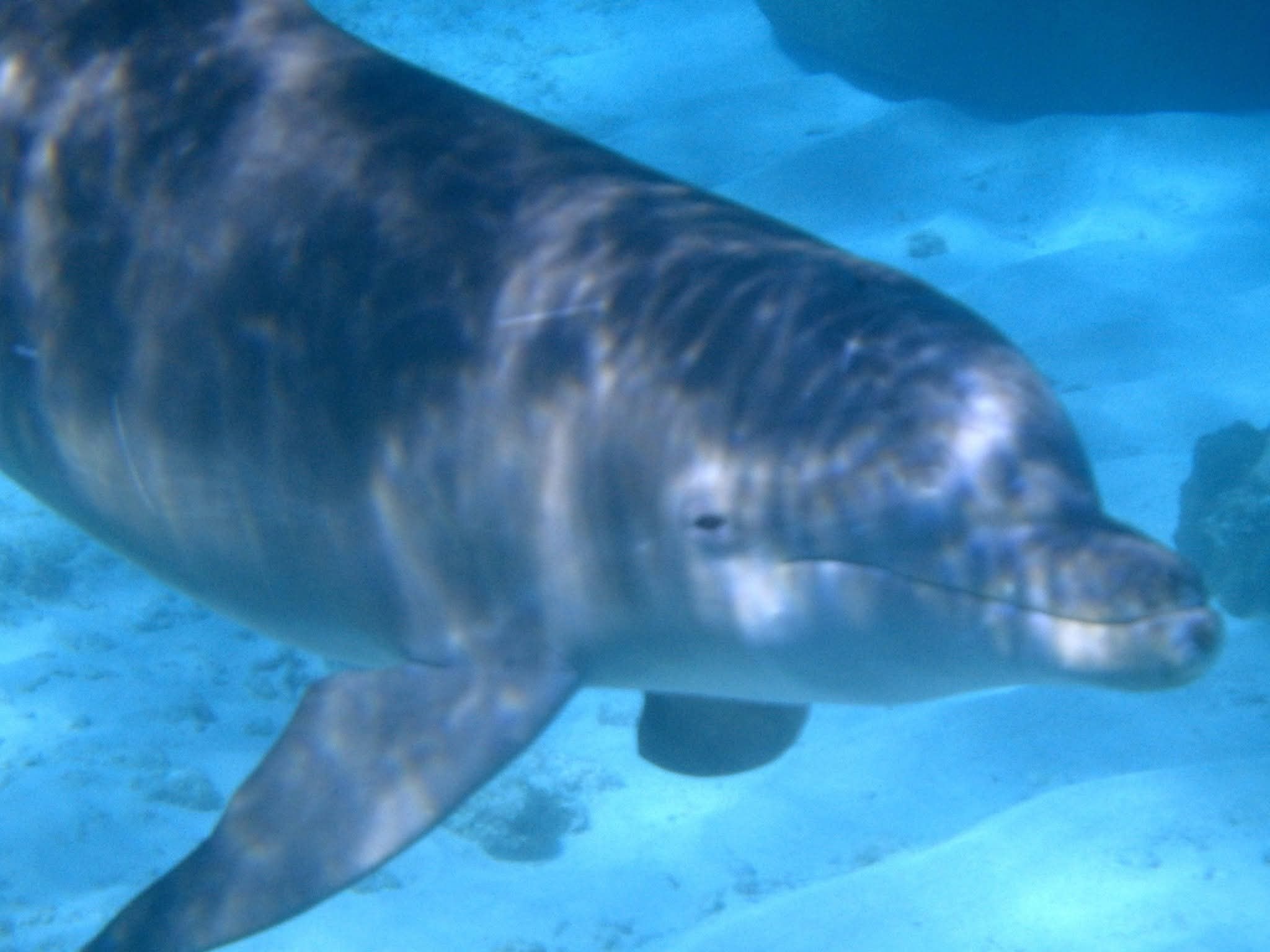 Close-up underwater portrait of a dolphin swimming toward the camera in clear blue Caribbean water, sandy bottom below