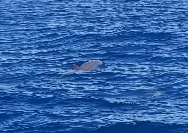 Dolphin surfacing in the open blue Caribbean ocean