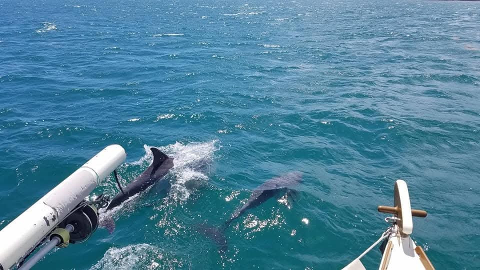 Two dolphins bow-riding alongside the Mahiya in brilliant turquoise water