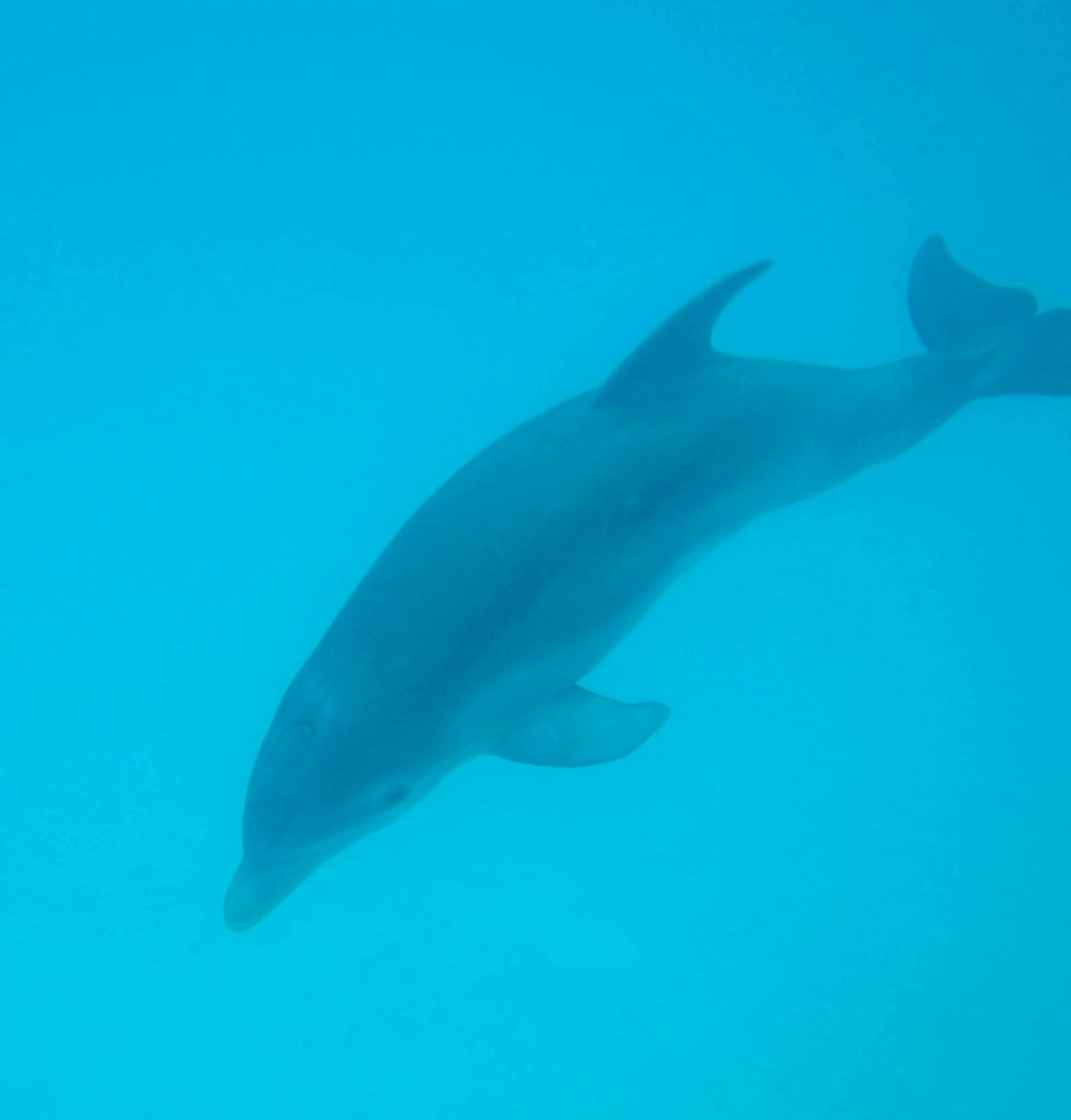 Underwater close-up of a dolphin gliding through vivid cyan Caribbean water