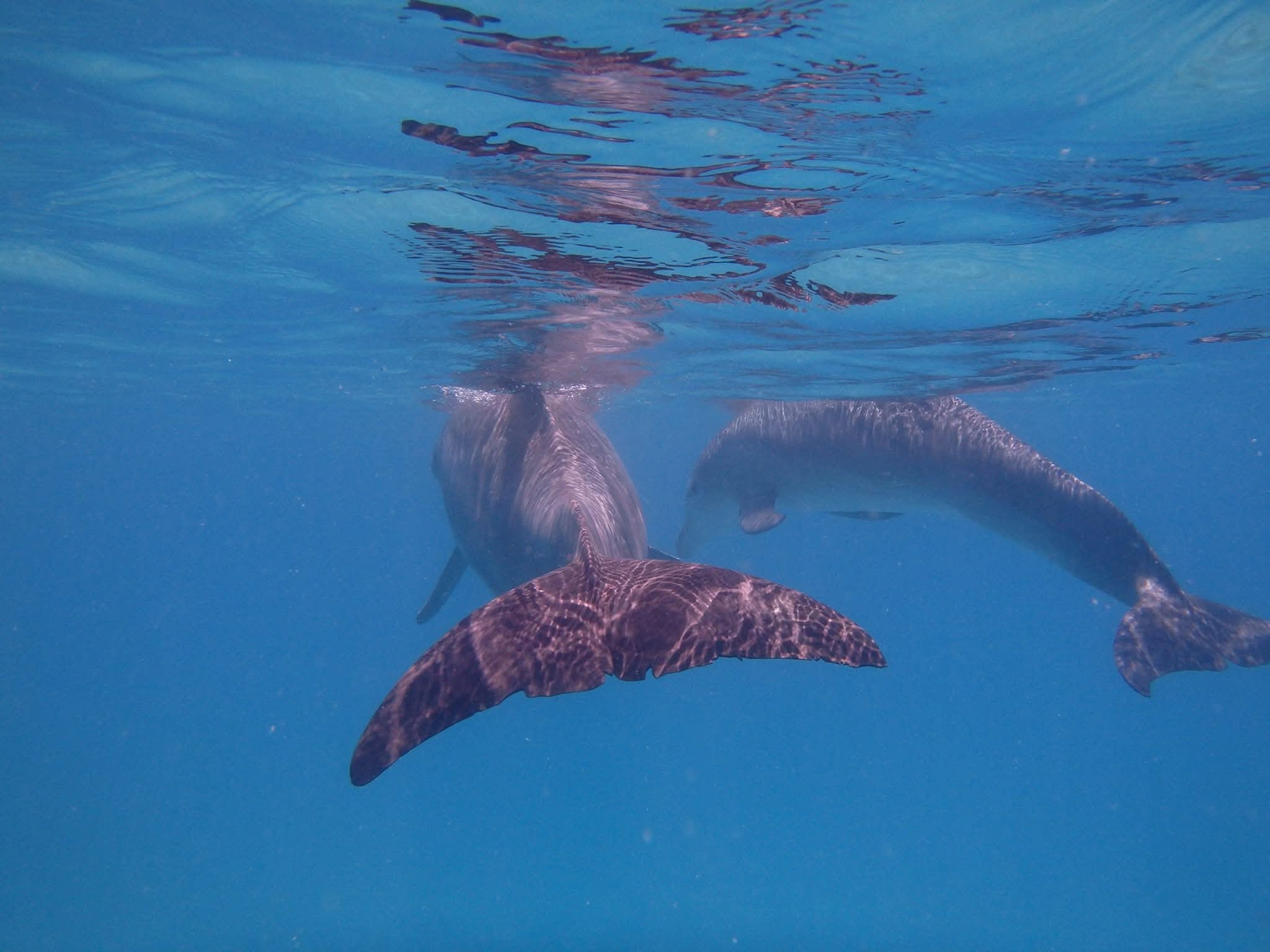 Underwater shot of two dolphins swimming together in clear blue Caribbean water, tails and fins visible