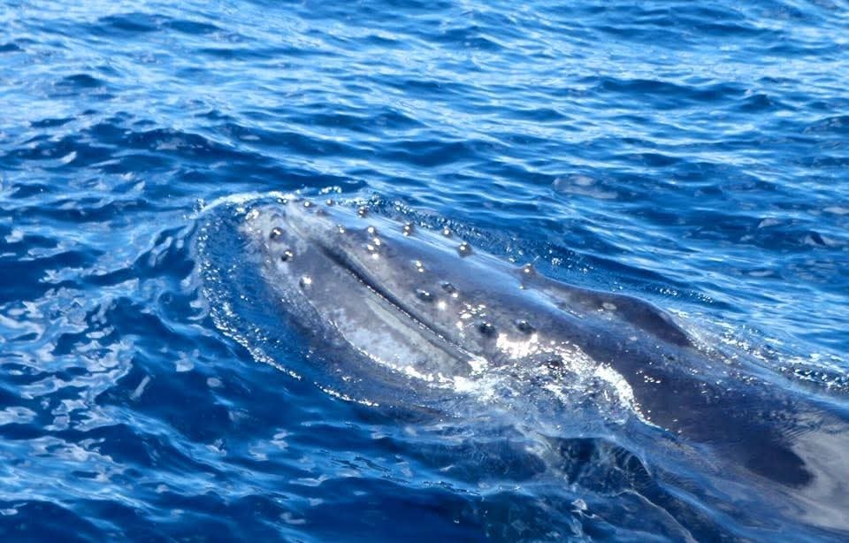 Close-up of a whale surfacing in bright blue Caribbean water, barnacles visible on its back