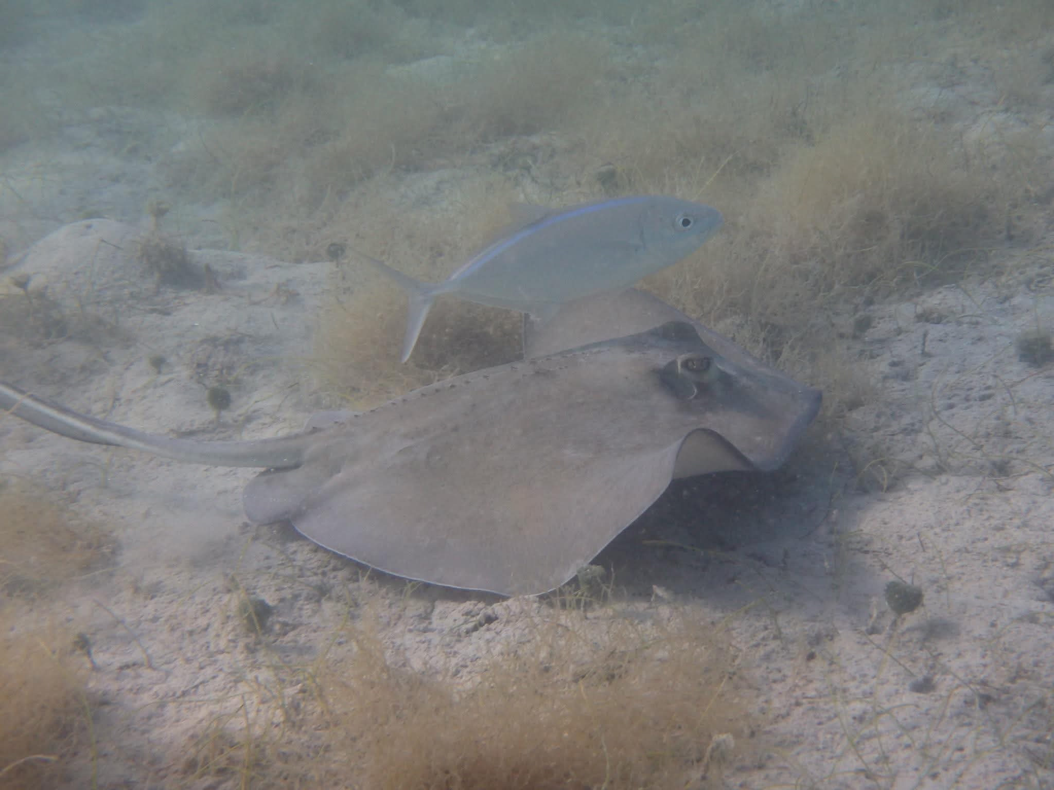 Stingray resting on the sandy seafloor with a silver fish swimming above during a snorkel stop in the VI