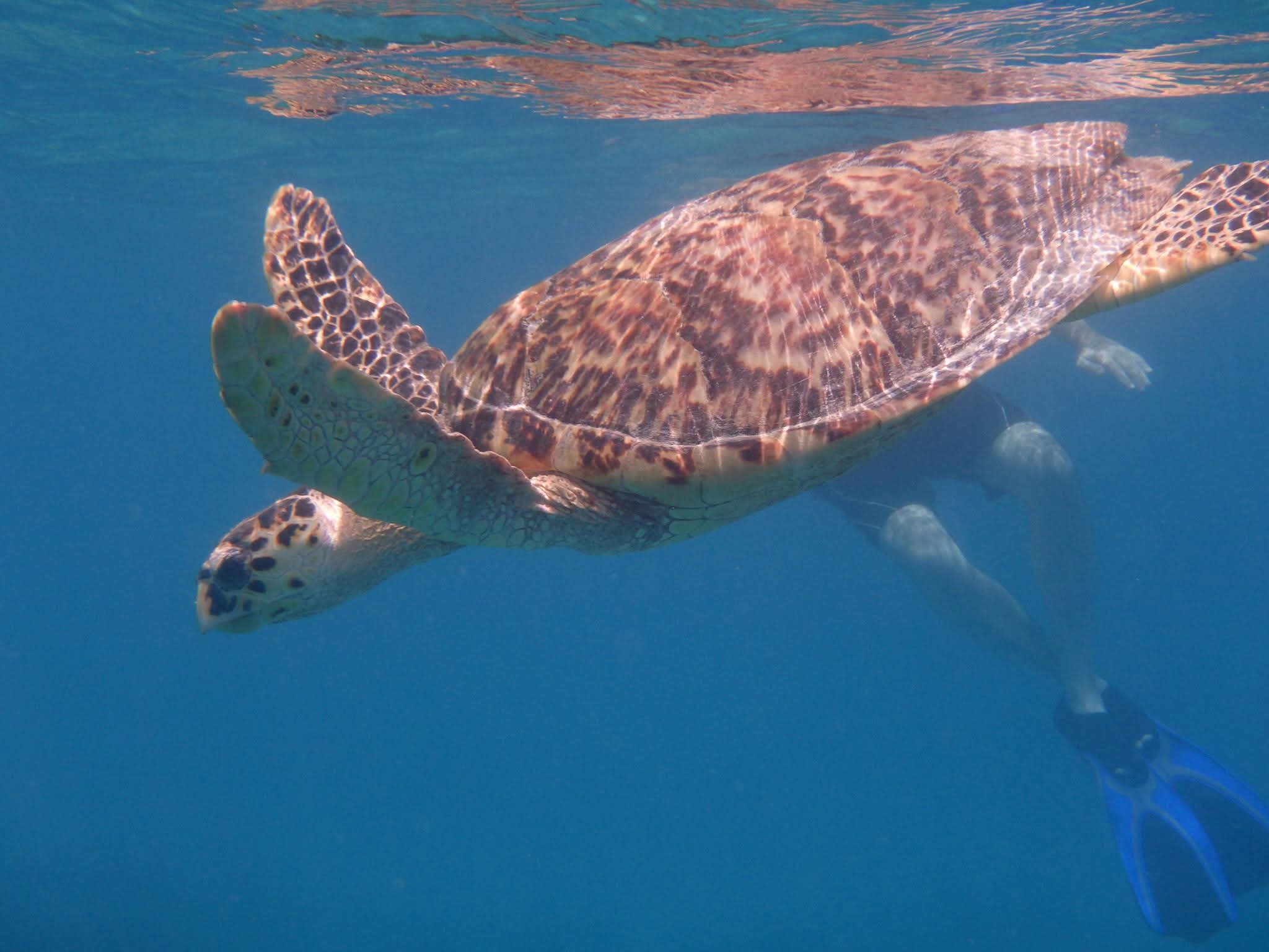 Large sea turtle gliding through vivid blue water with a snorkeler visible in the background, blue fins below