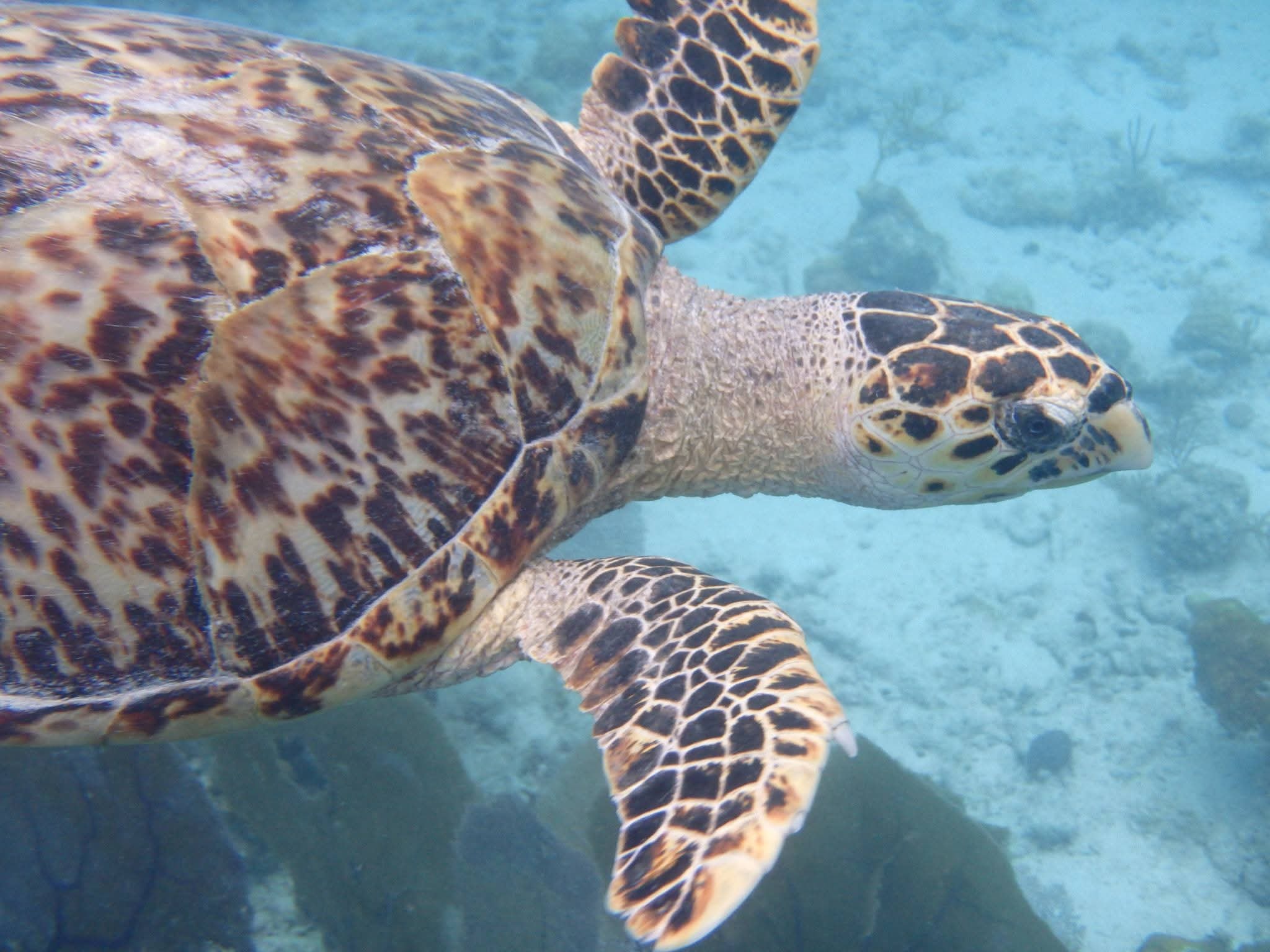 Close-up of a hawksbill sea turtle face and shell in clear shallow water over a sandy reef bottom