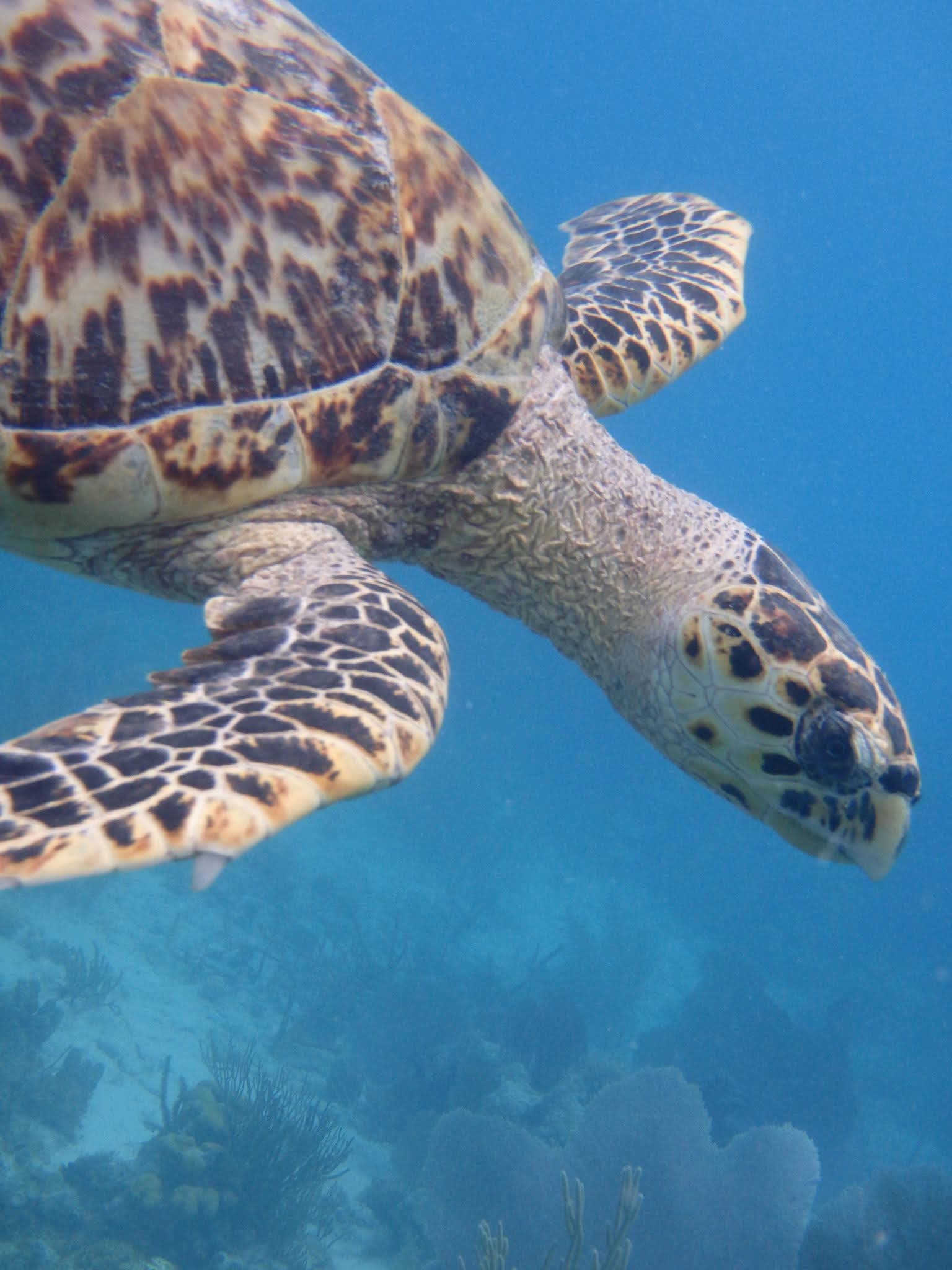 Sea turtle over the reef during a sunset snorkel charter