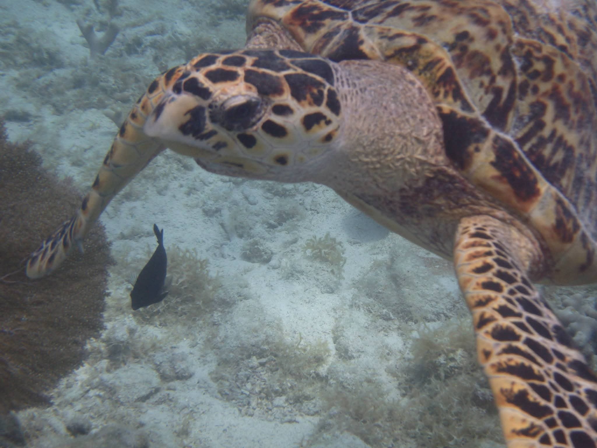 Sea turtle on the seafloor near coral with a small fish, viewed close-up in clear Caribbean water