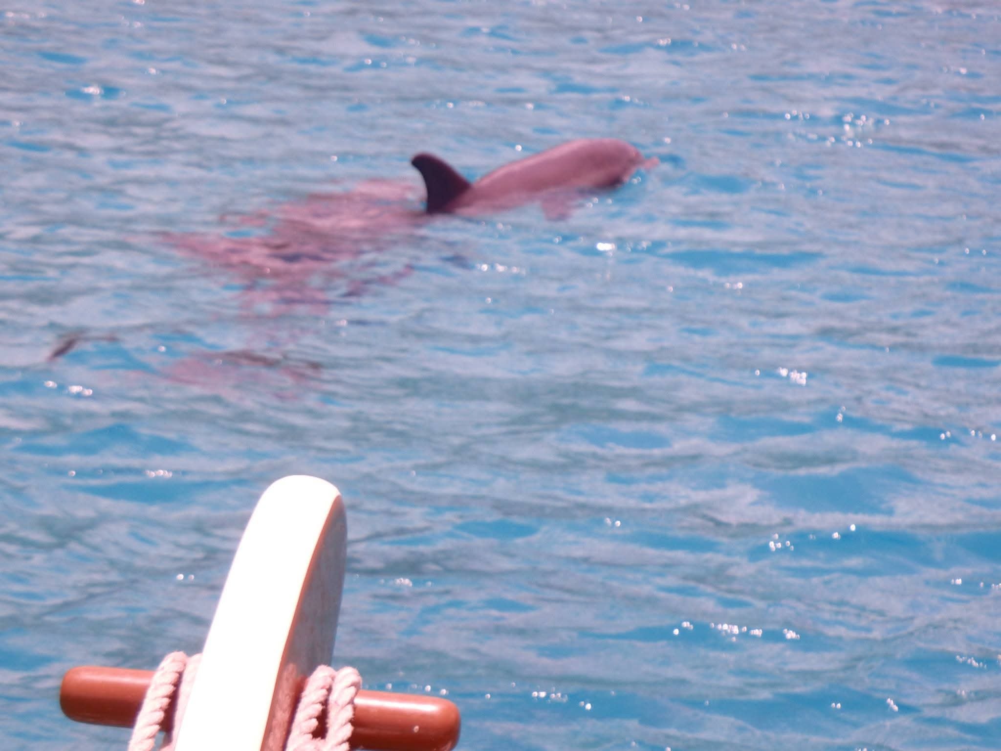 Dolphin surfacing in sparkling turquoise water alongside the Mahiya, cleats and rope visible in the foreground
