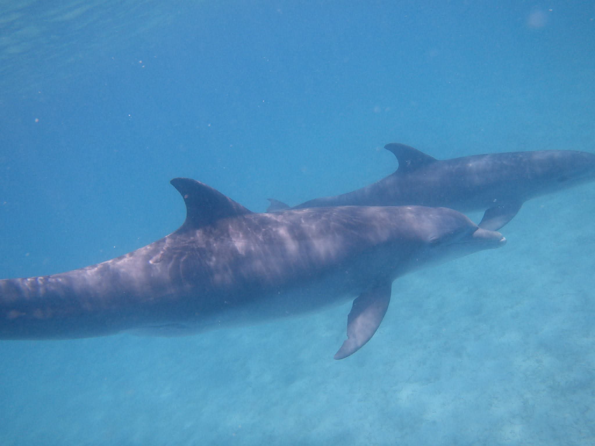 Two dolphins swimming together underwater in clear bright blue Caribbean water, dorsal fins and markings visible