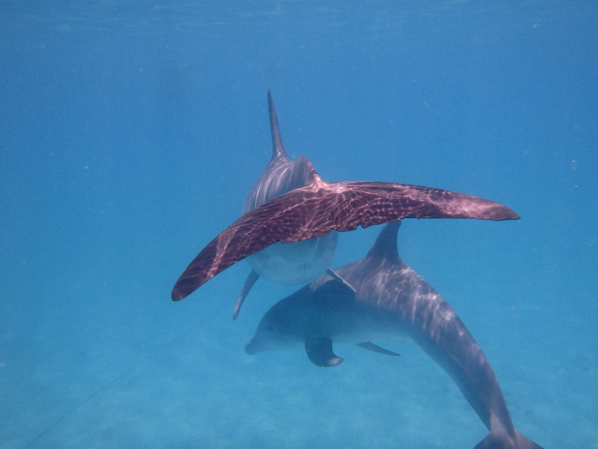 Close-up underwater shot of two spotted dolphins swimming toward the camera in brilliant blue Caribbean water